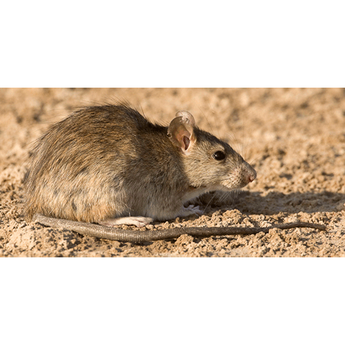 Род Крысы  фото