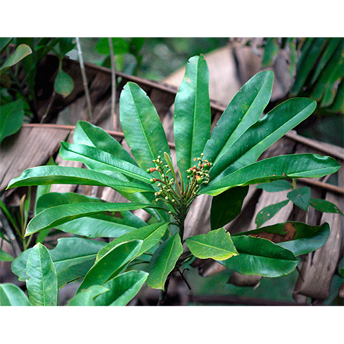 Семейство Rhabdodendraceae фото