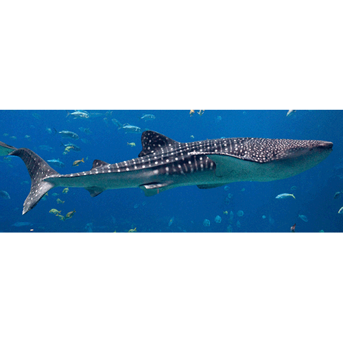 Род Китовые акулы  фото