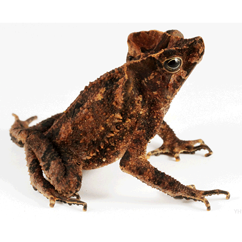  Род Клюворылые жабы  фото