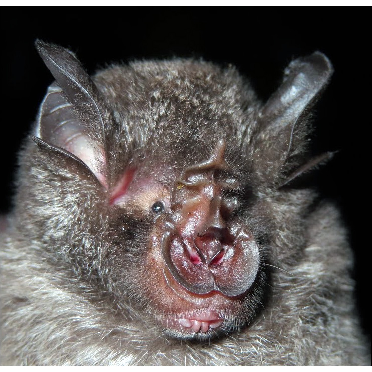 Acuminate Horseshoe Bat (Rhinolophus acuminatus) Фото №10