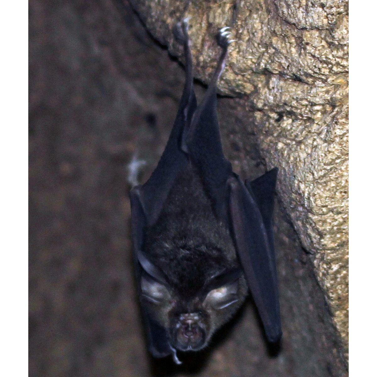Acuminate Horseshoe Bat (Rhinolophus acuminatus) Фото №2