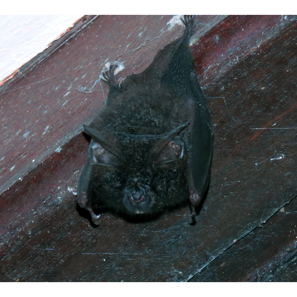 Acuminate Horseshoe Bat (Rhinolophus acuminatus) Фото №3