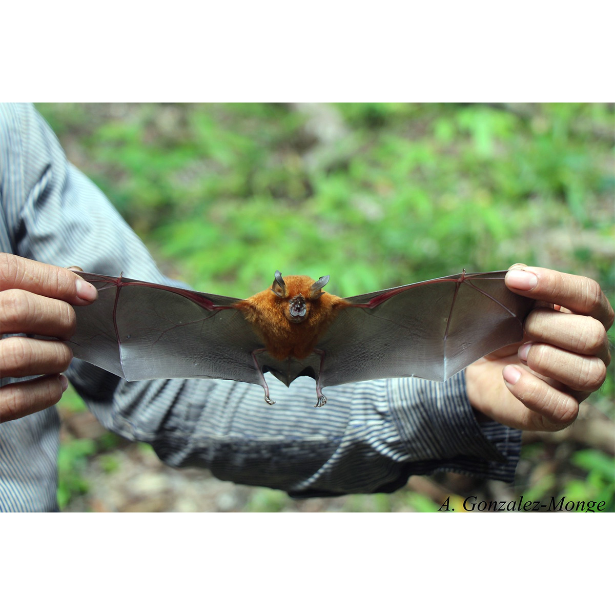 Acuminate Horseshoe Bat (Rhinolophus acuminatus) Фото №4