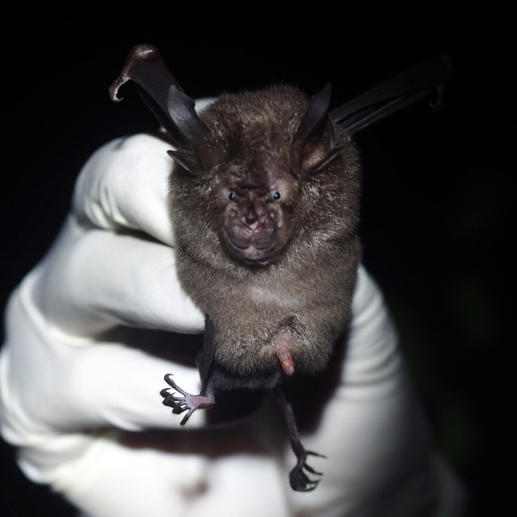 Acuminate Horseshoe Bat (Rhinolophus acuminatus) Фото №5