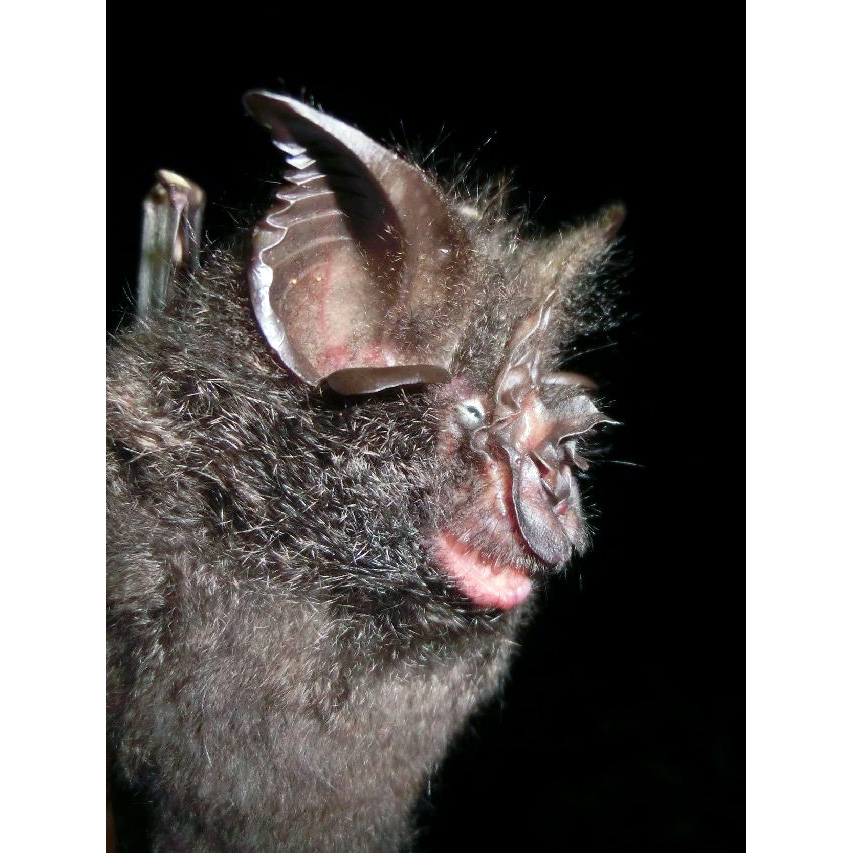 Acuminate Horseshoe Bat (Rhinolophus acuminatus) Фото №6
