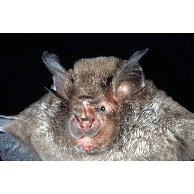 Acuminate Horseshoe Bat (Rhinolophus acuminatus) Фото №8