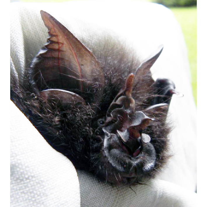 Acuminate Horseshoe Bat (Rhinolophus acuminatus) Фото №9