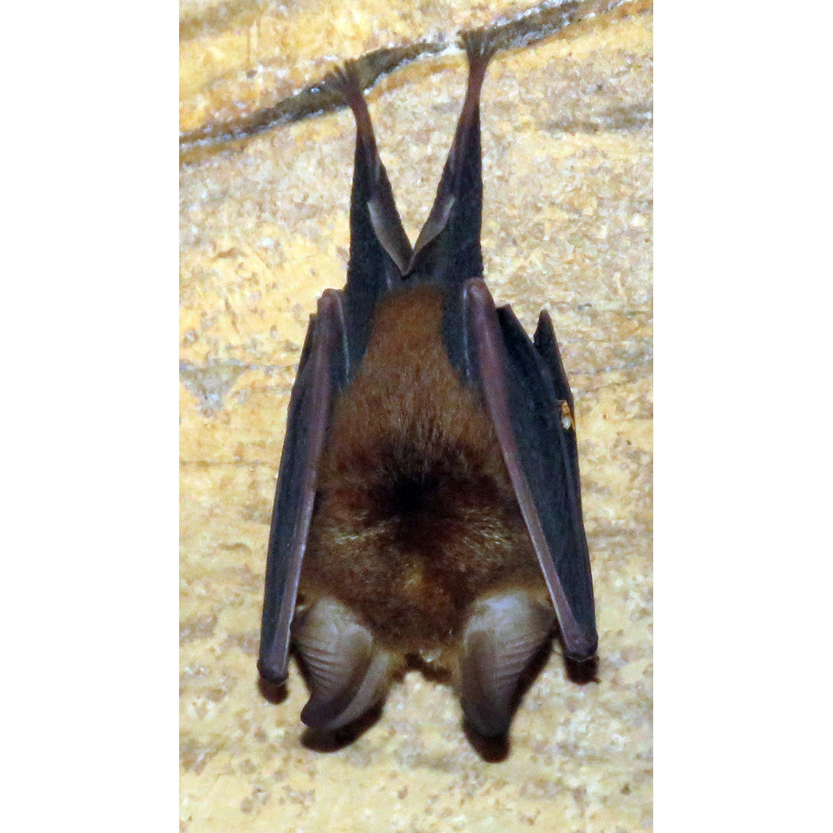 Adam's Horseshoe Bat (Rhinolophus adami) Фото №2