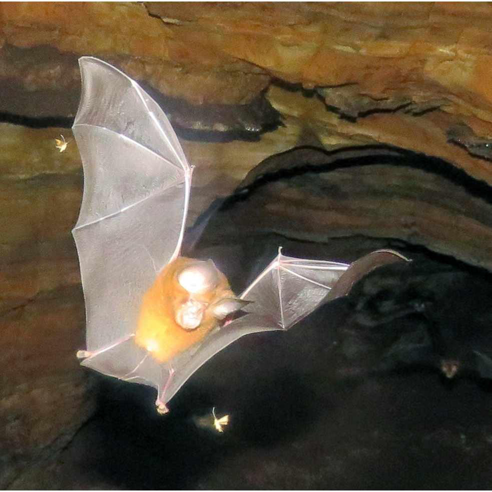 Adam's Horseshoe Bat (Rhinolophus adami) Фото №3