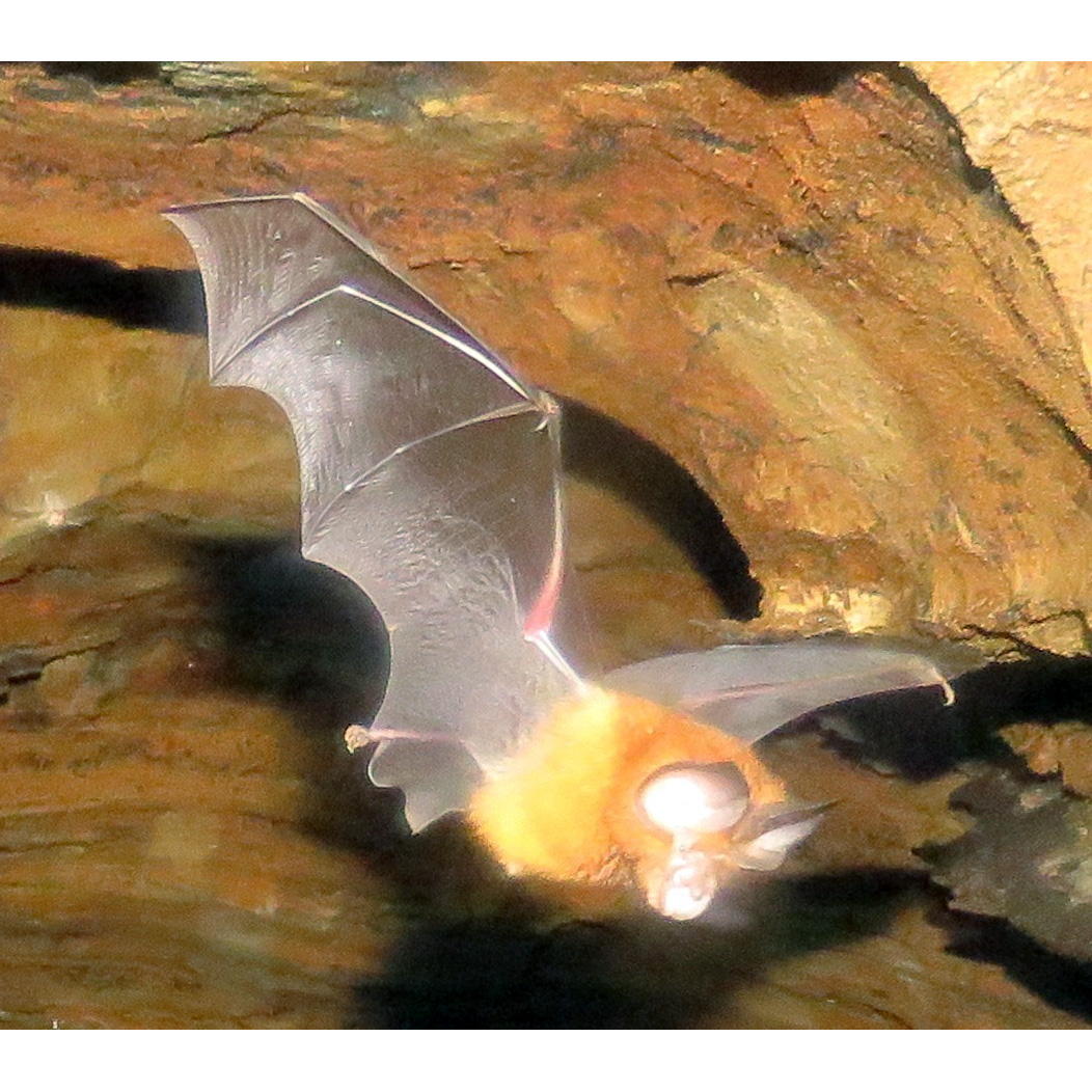 Adam's Horseshoe Bat (Rhinolophus adami) Фото №4