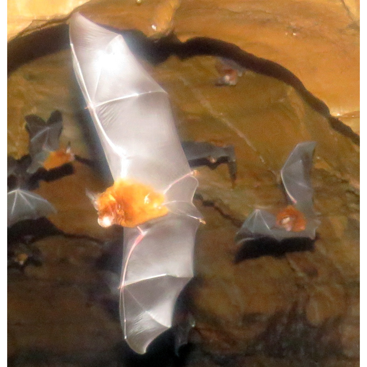 Adam's Horseshoe Bat (Rhinolophus adami) Фото №5