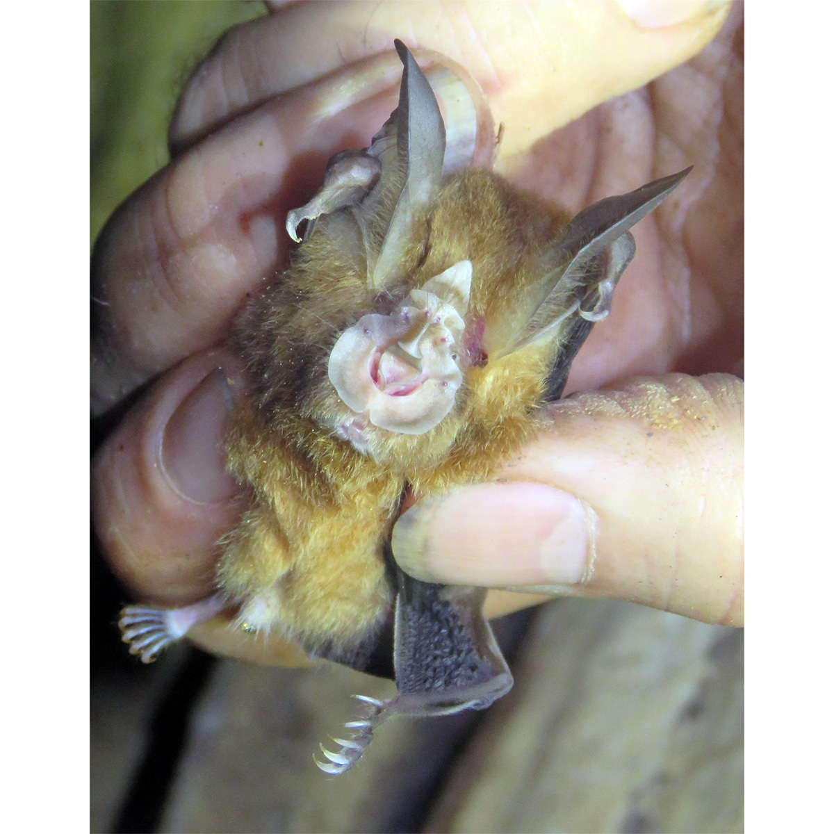 Adam's Horseshoe Bat (Rhinolophus adami) Фото №6