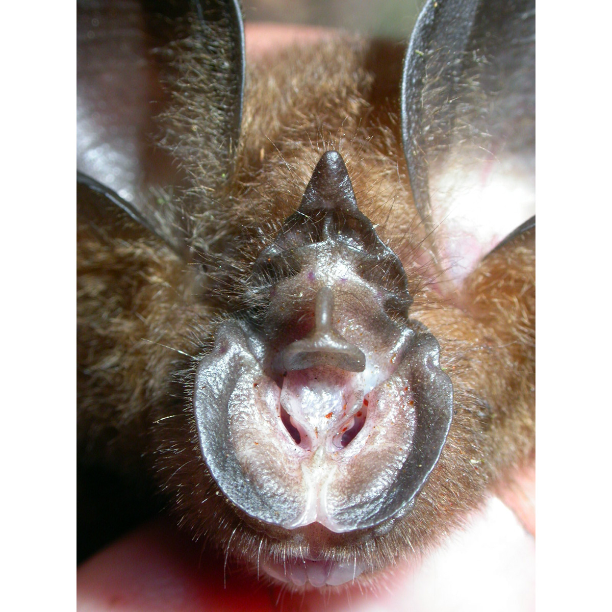 Лузонский подковонос (Rhinolophus arcuatus) Фото №8