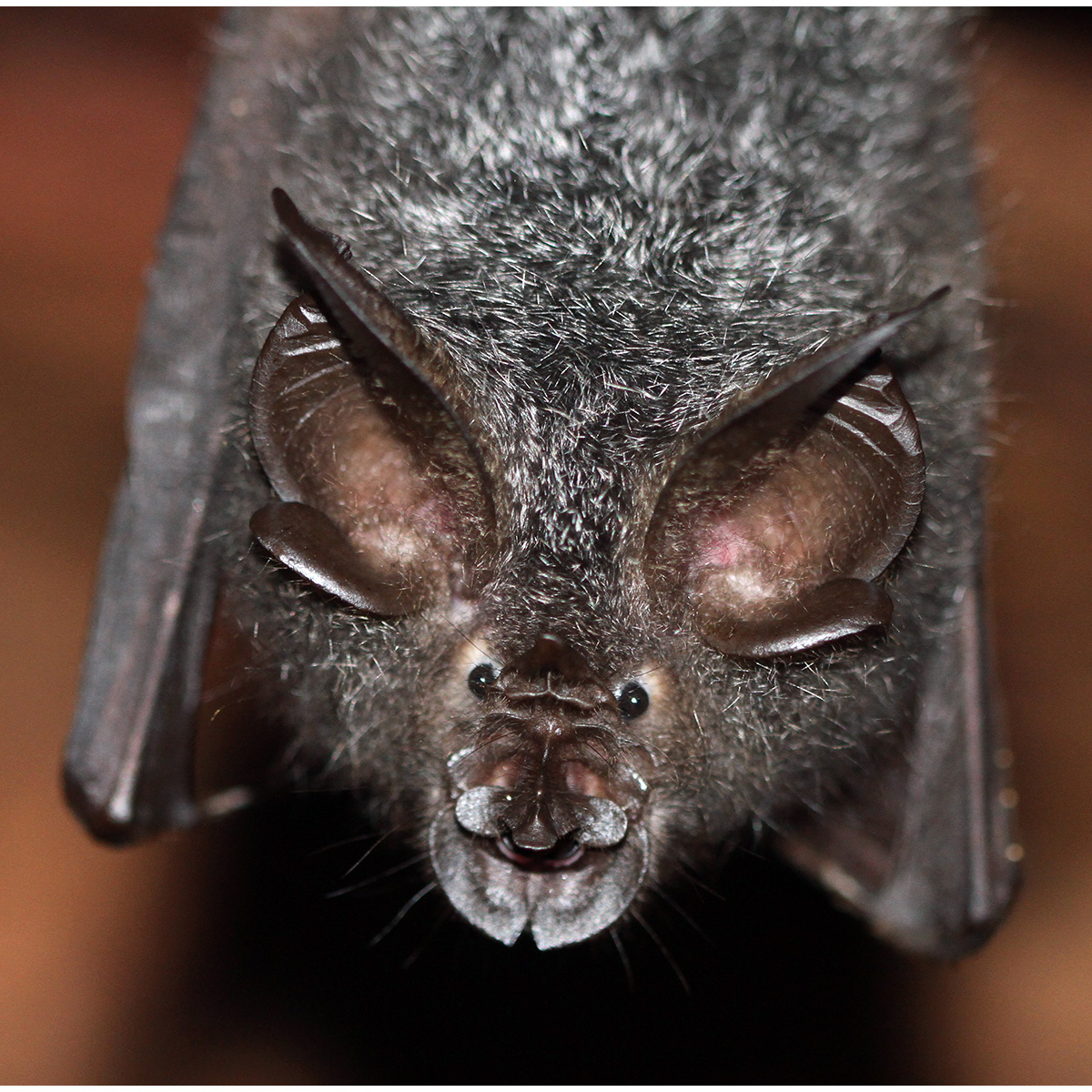 Lesser woolly horseshoe bat (Rhinolophus beddomei) Фото №10