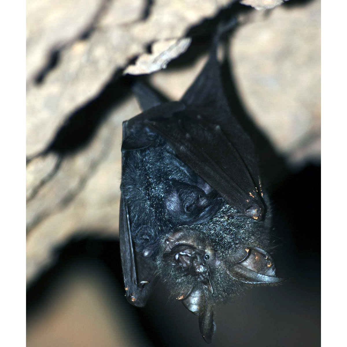 Lesser woolly horseshoe bat (Rhinolophus beddomei) Фото №2