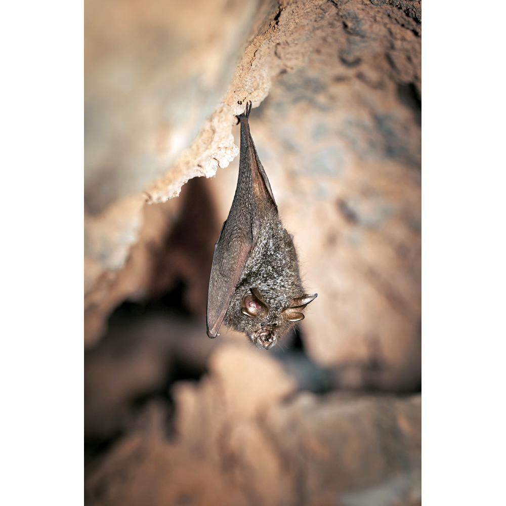 Lesser woolly horseshoe bat (Rhinolophus beddomei) Фото №3