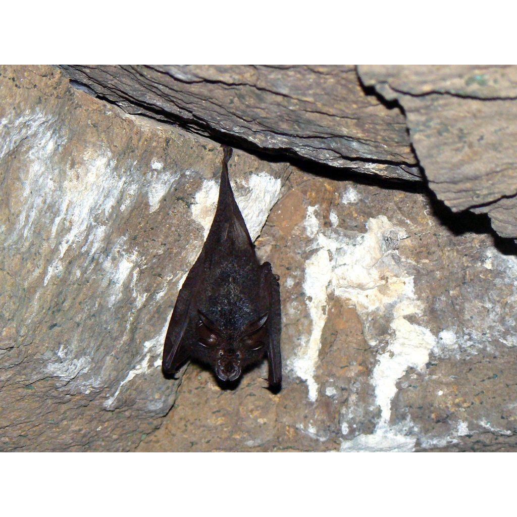 Lesser woolly horseshoe bat (Rhinolophus beddomei) Фото №4