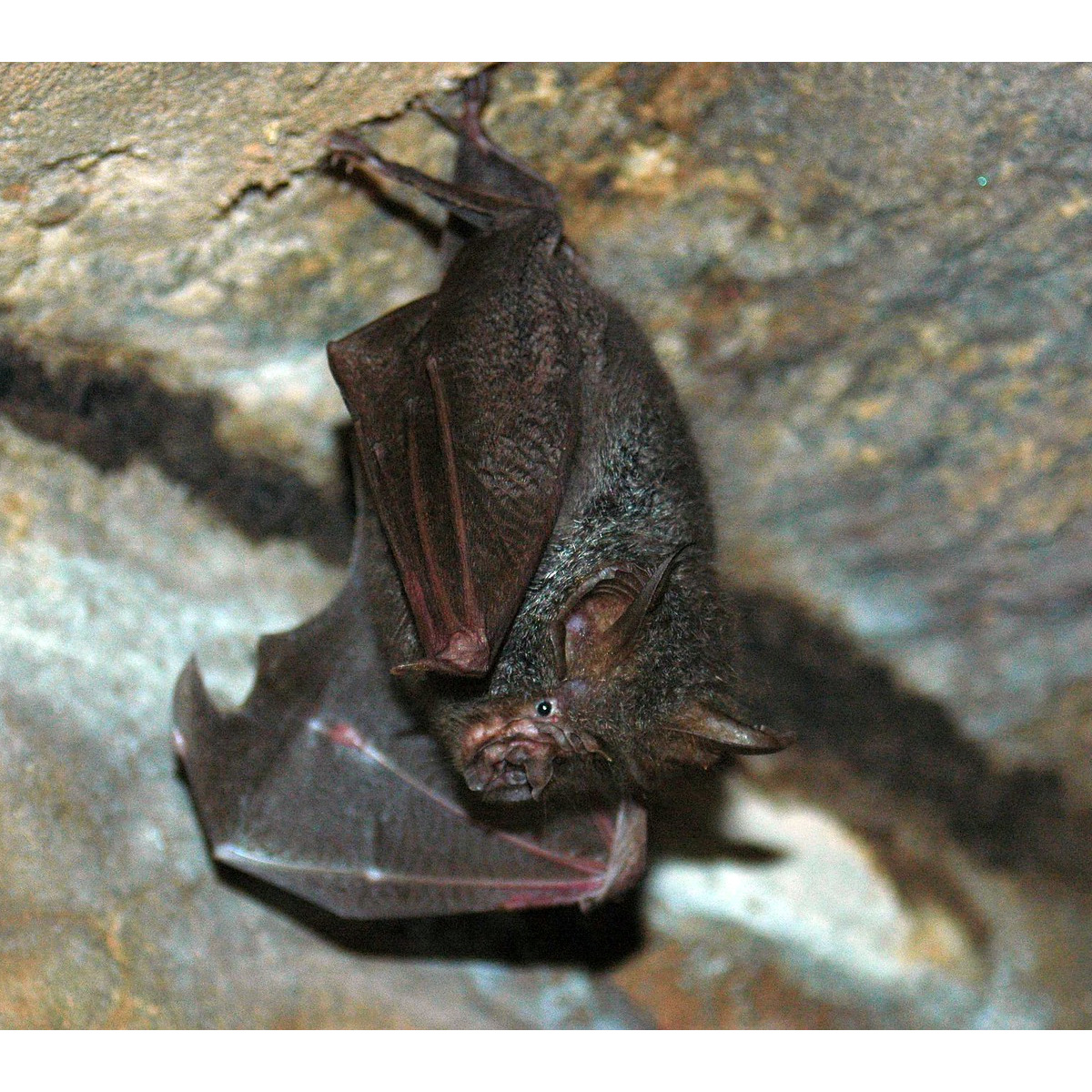 Lesser woolly horseshoe bat (Rhinolophus beddomei) Фото №5