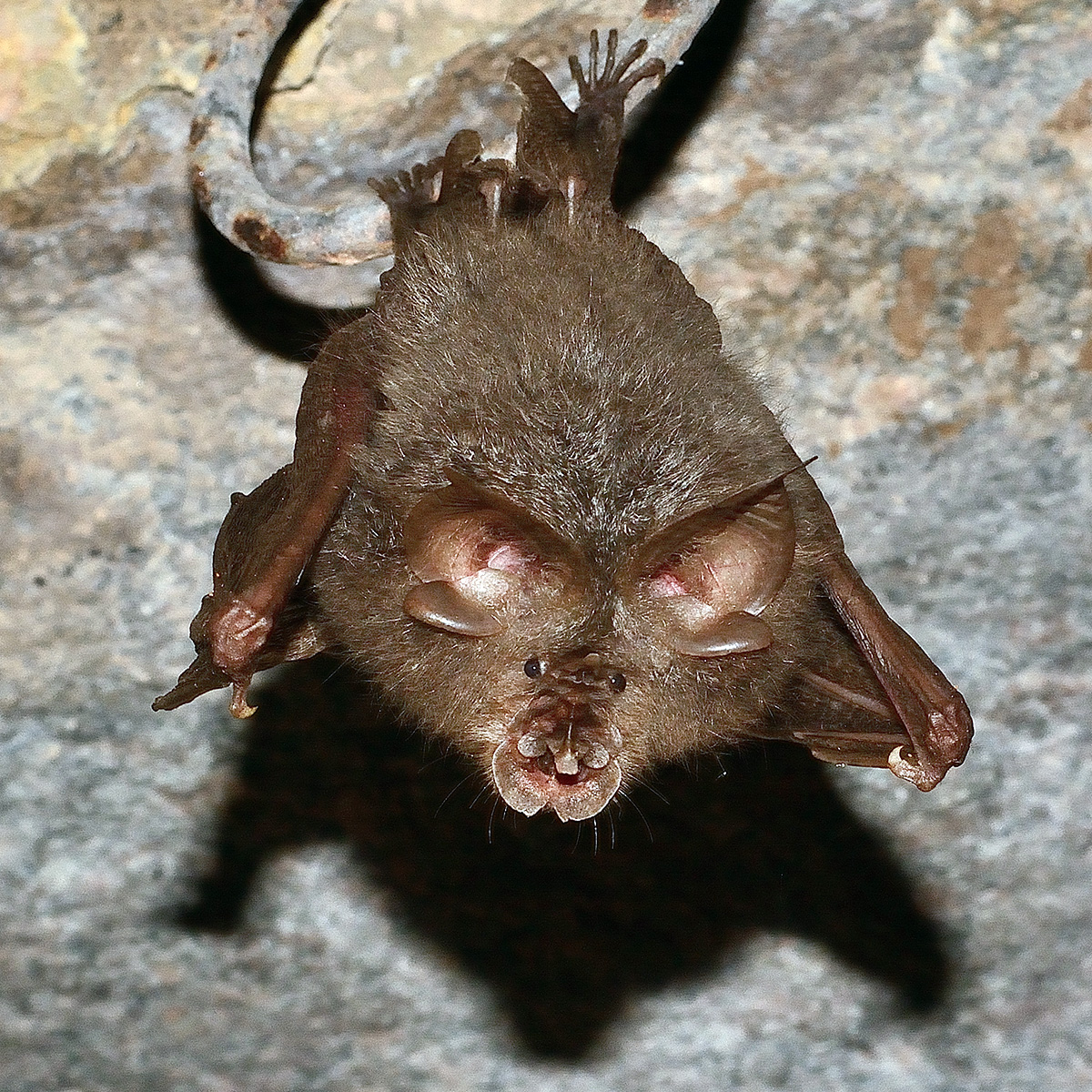 Lesser woolly horseshoe bat (Rhinolophus beddomei) Фото №6