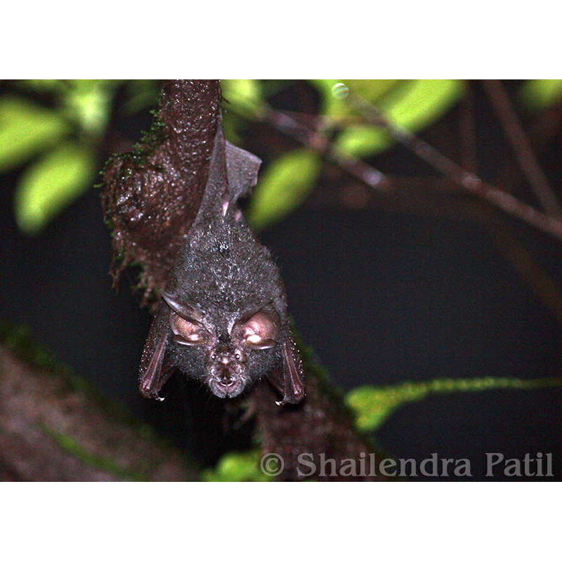 Lesser woolly horseshoe bat (Rhinolophus beddomei) Фото №7