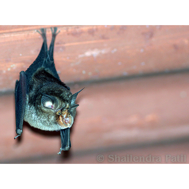 Lesser woolly horseshoe bat (Rhinolophus beddomei) Фото №8