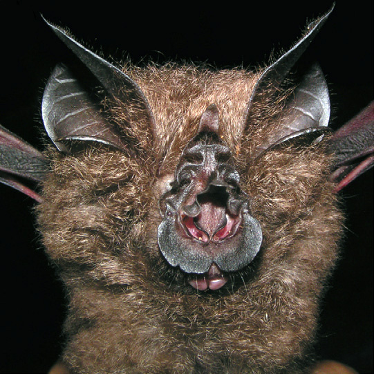 Lesser woolly horseshoe bat (Rhinolophus beddomei) Фото №9