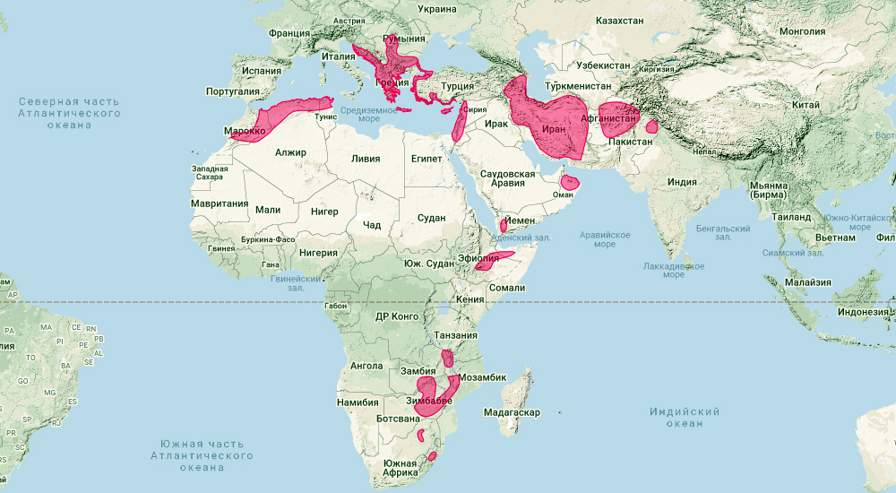 Средиземноморский подковонос (Rhinolophus blasii) Ареал обитания на карте
