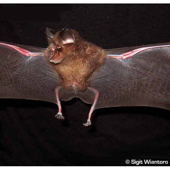 Canut's Horseshoe Bat (Rhinolophus canuti) Фото №2