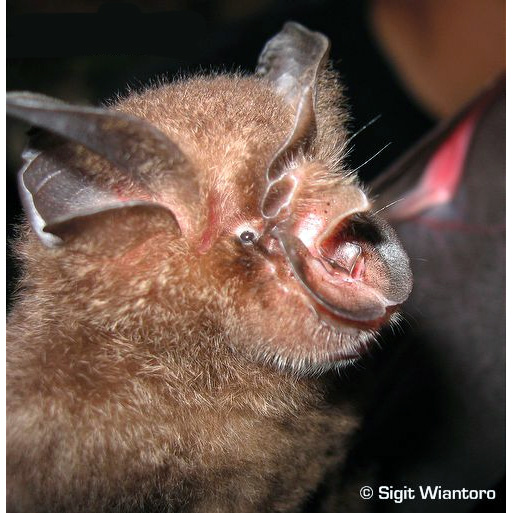 Canut's Horseshoe Bat (Rhinolophus canuti) Фото №3