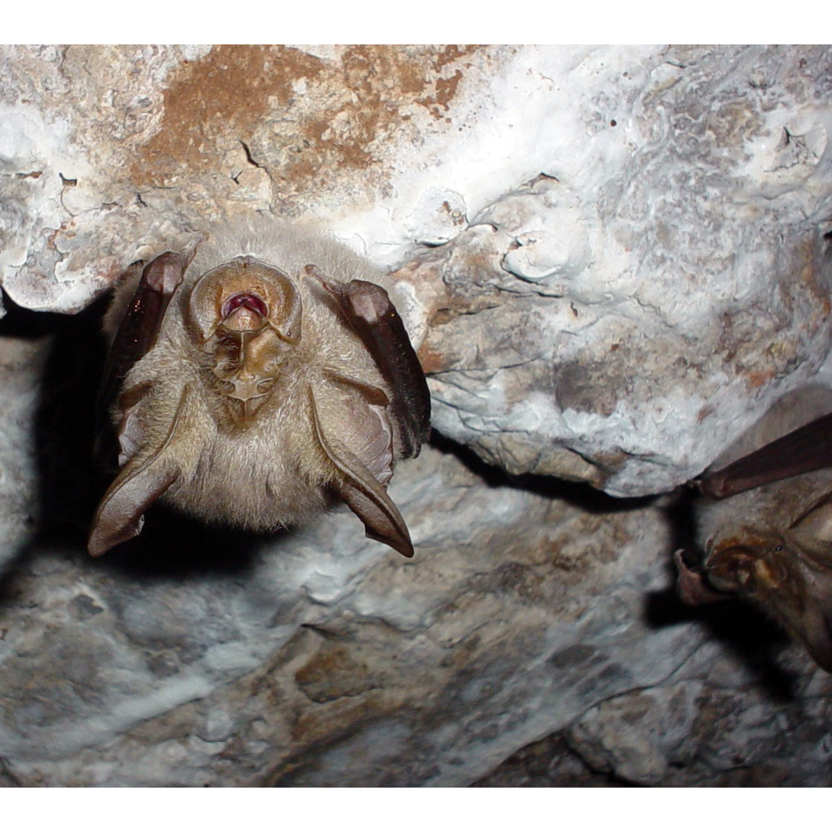 Cohen's Horseshoe Bat (Rhinolophus cohenae) Фото №2