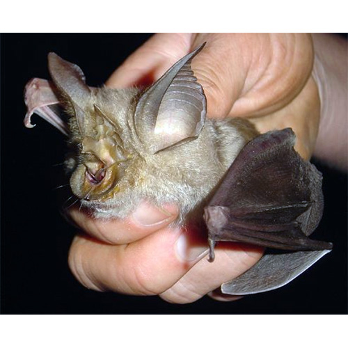 Cohen's Horseshoe Bat (Rhinolophus cohenae) Фото №3