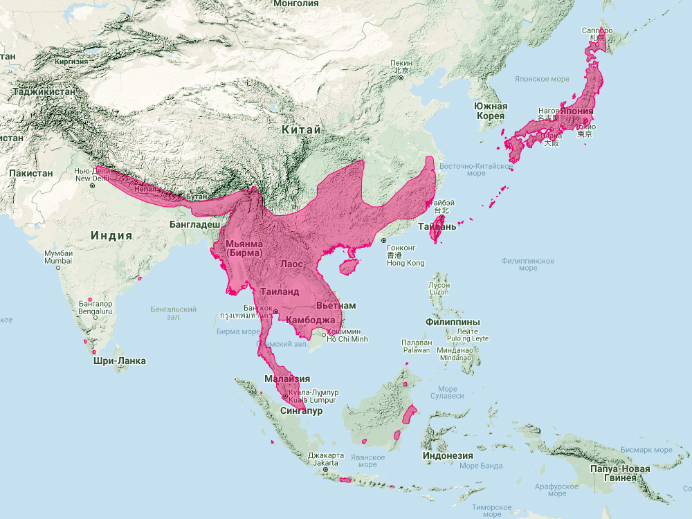 Японский подковонос (Rhinolophus cornutus) Ареал обитания на карте