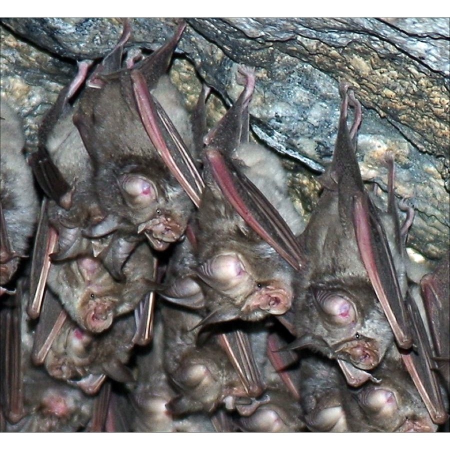 Damara horseshoe bat (Rhinolophus damarensis) Фото №2