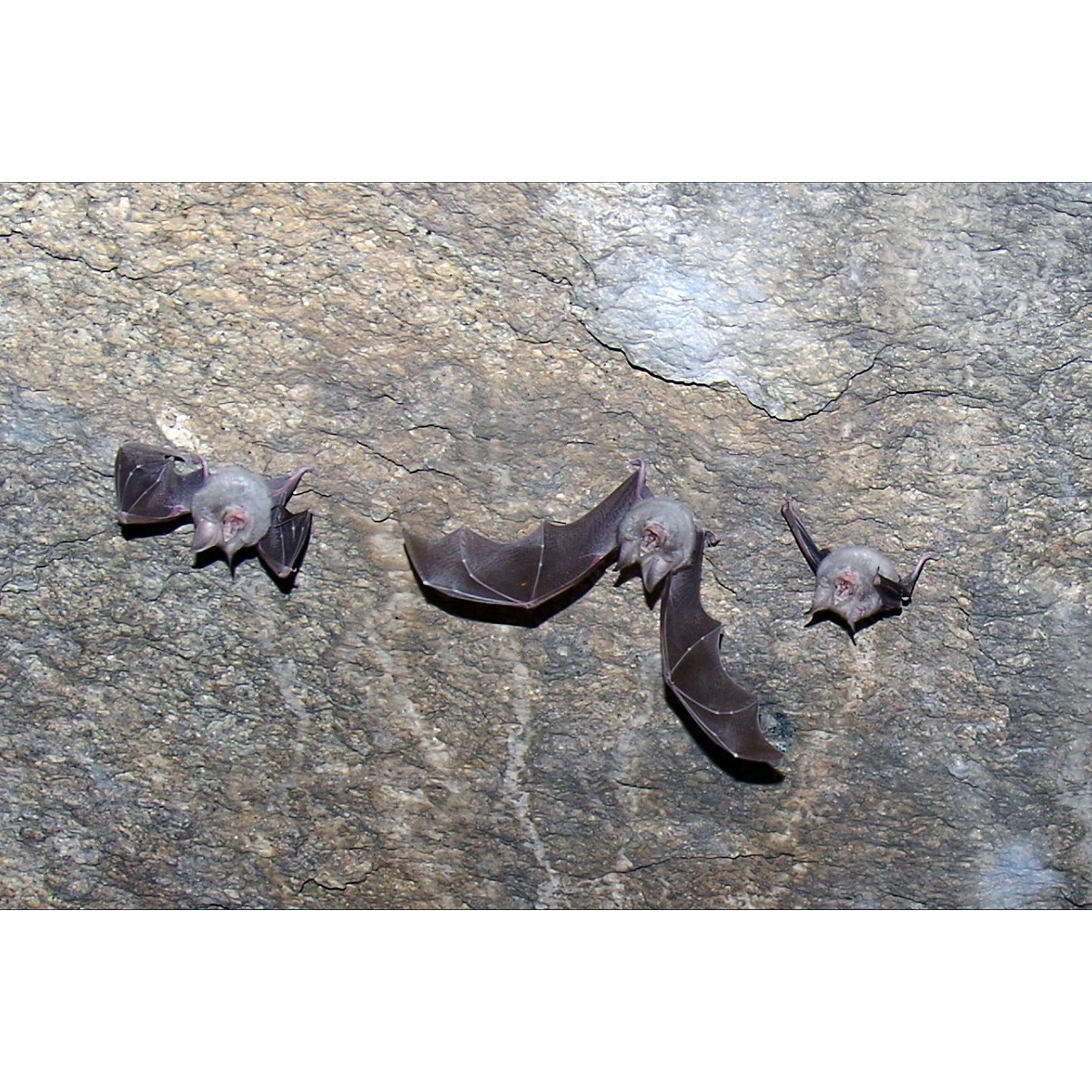 Damara horseshoe bat (Rhinolophus damarensis) Фото №3