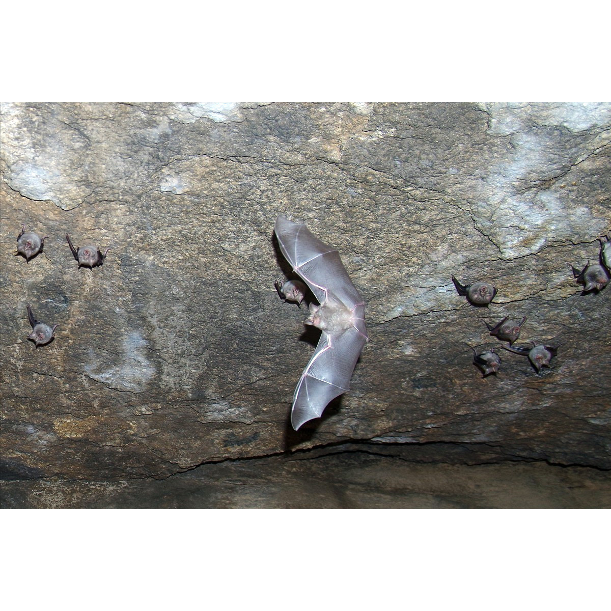 Damara horseshoe bat (Rhinolophus damarensis) Фото №4