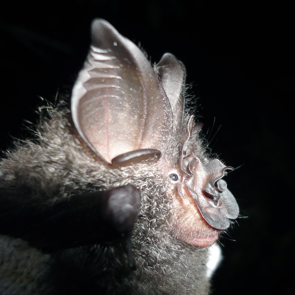 Formosan Woolly Horseshoe Bat (Rhinolophus formosae) Фото №10