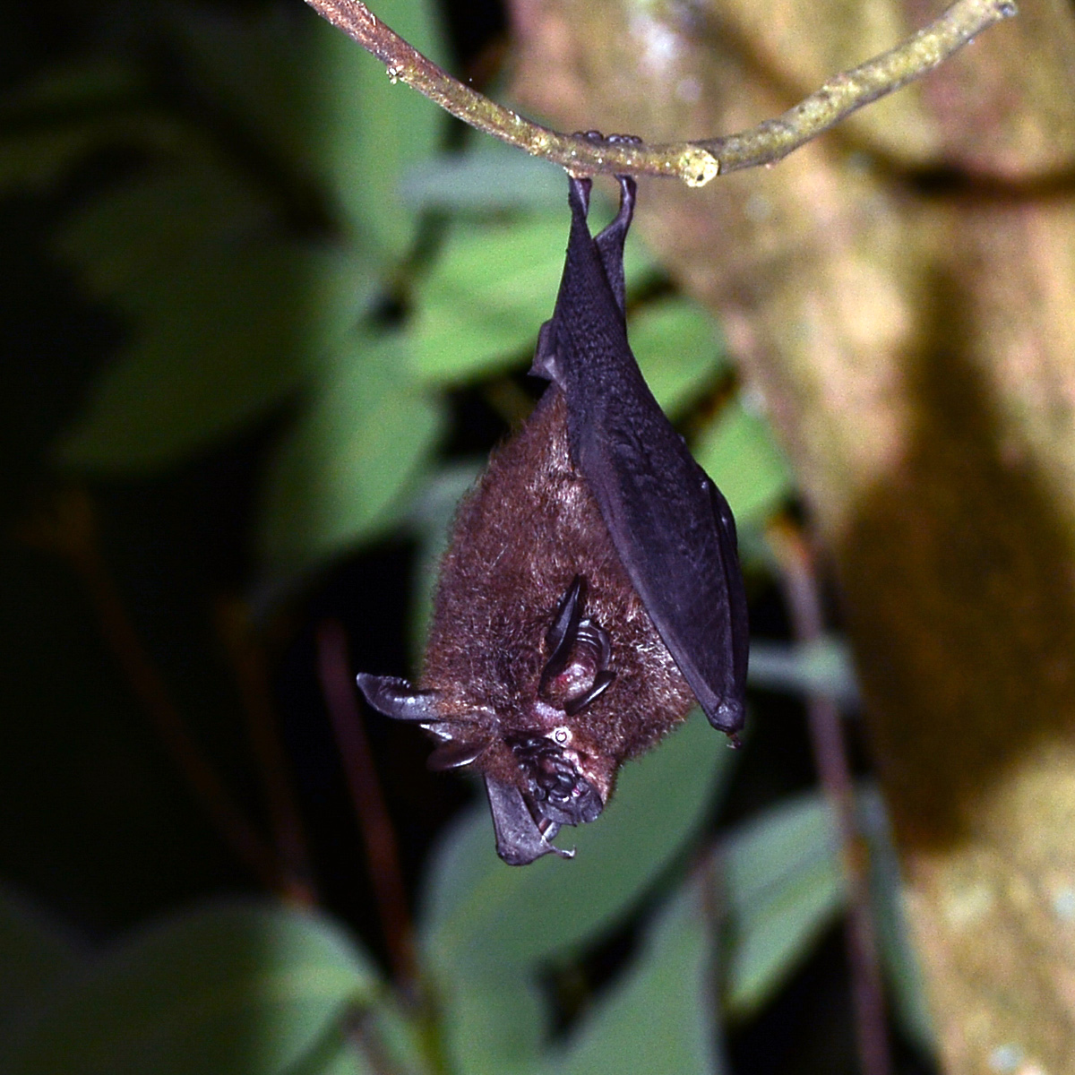 Formosan Woolly Horseshoe Bat (Rhinolophus formosae) Фото №2
