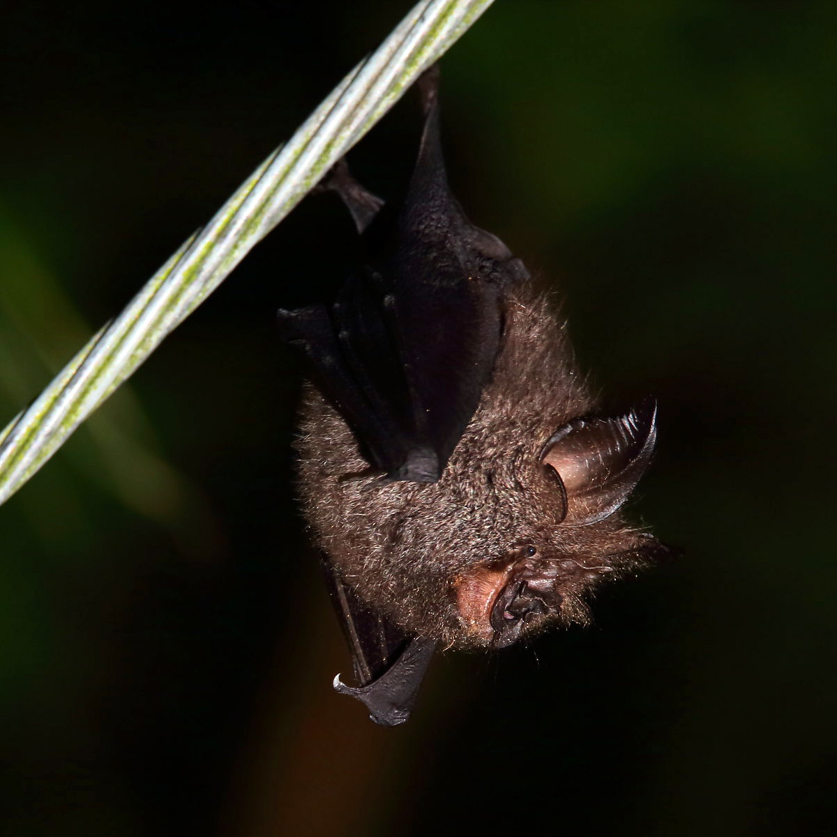 Formosan Woolly Horseshoe Bat (Rhinolophus formosae) Фото №3