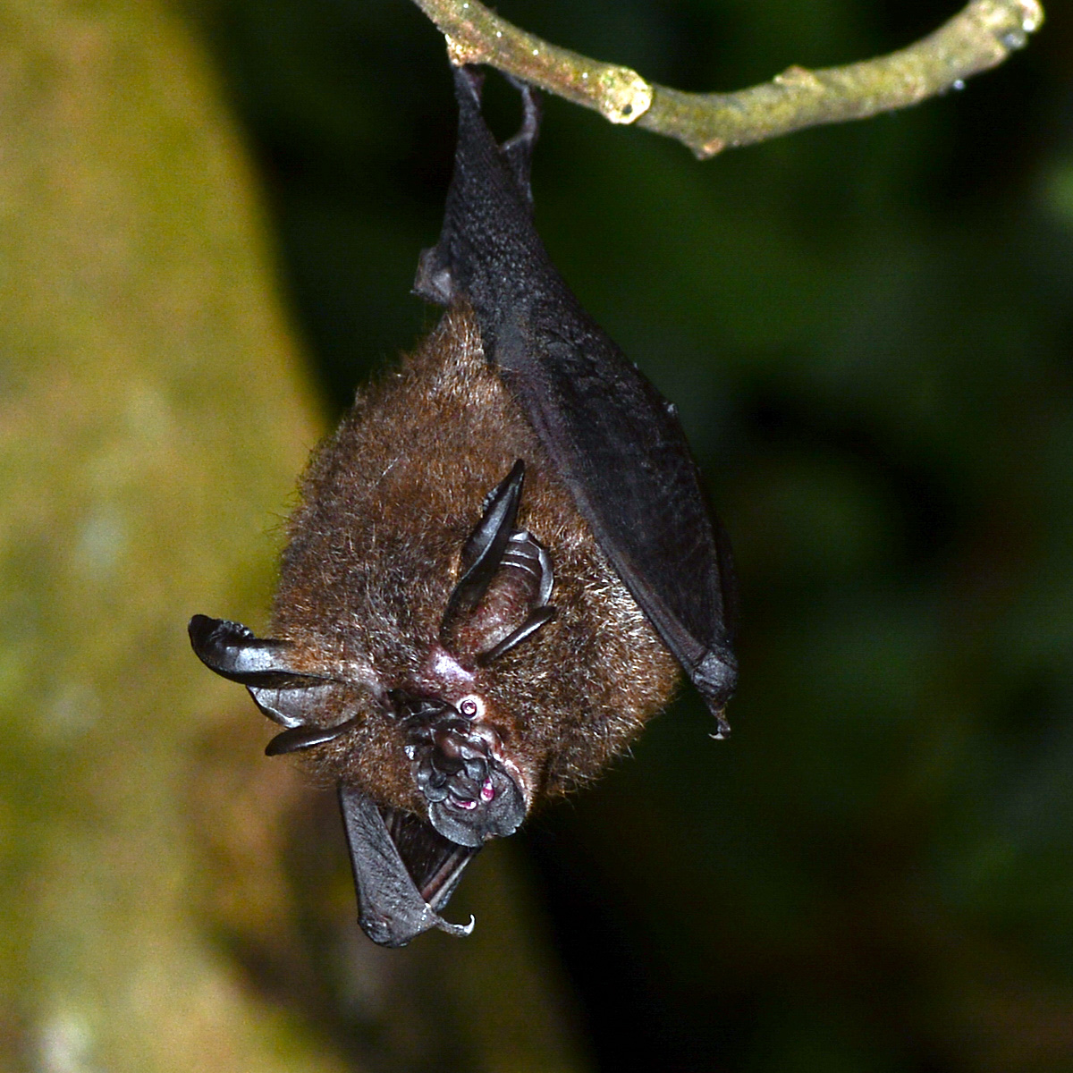 Formosan Woolly Horseshoe Bat (Rhinolophus formosae) Фото №4