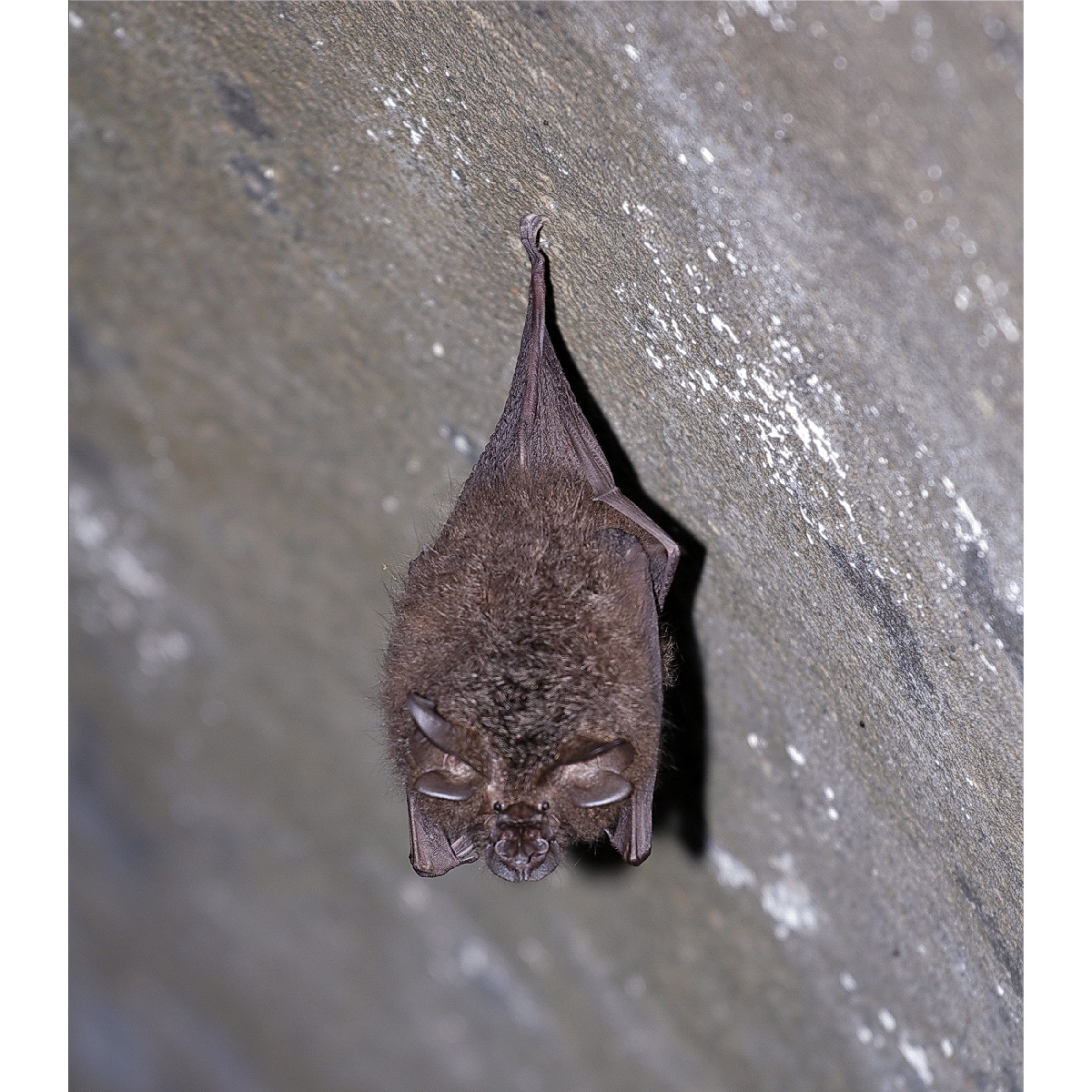 Formosan Woolly Horseshoe Bat (Rhinolophus formosae) Фото №5