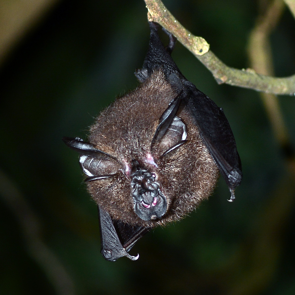 Formosan Woolly Horseshoe Bat (Rhinolophus formosae) Фото №6