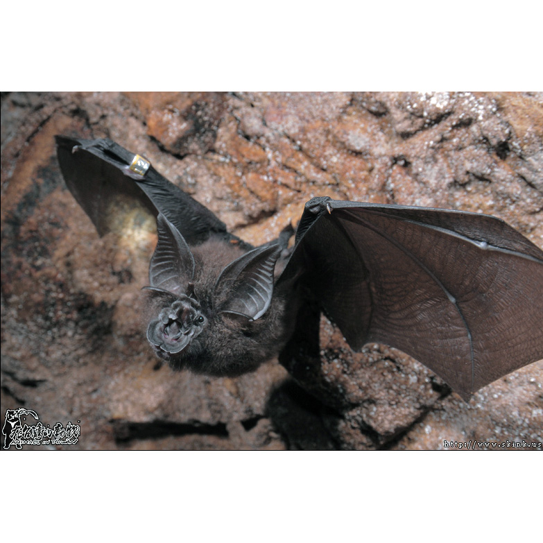 Formosan Woolly Horseshoe Bat (Rhinolophus formosae) Фото №7