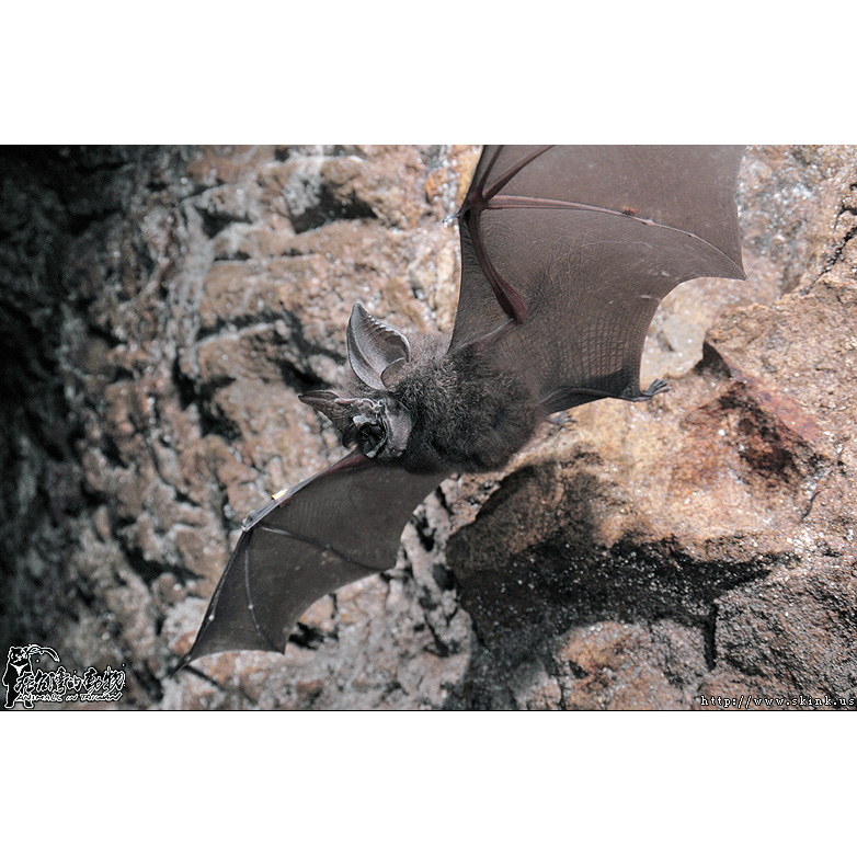 Formosan Woolly Horseshoe Bat (Rhinolophus formosae) Фото №8