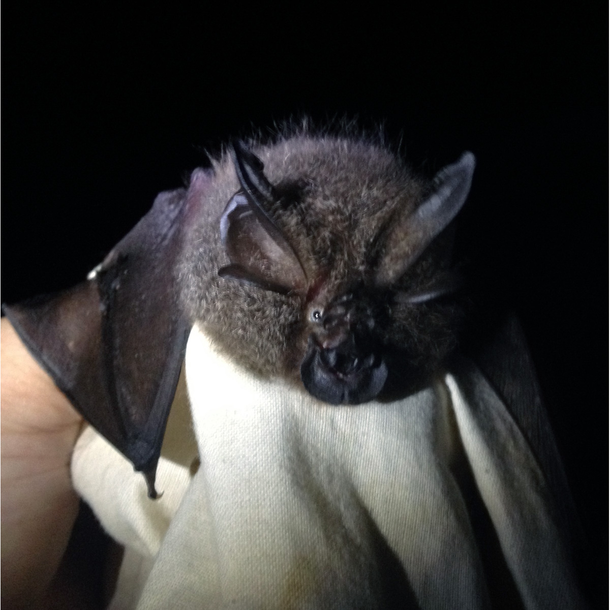 Formosan Woolly Horseshoe Bat (Rhinolophus formosae) Фото №9