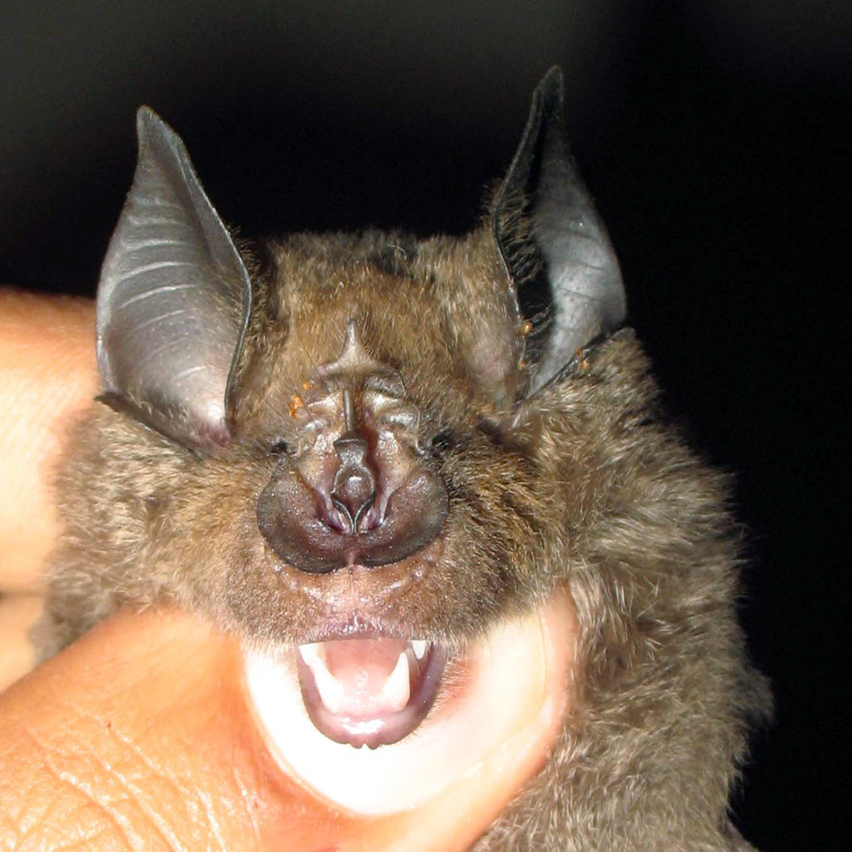 Upland Horseshoe Bat (Rhinolophus hillorum) Фото №2