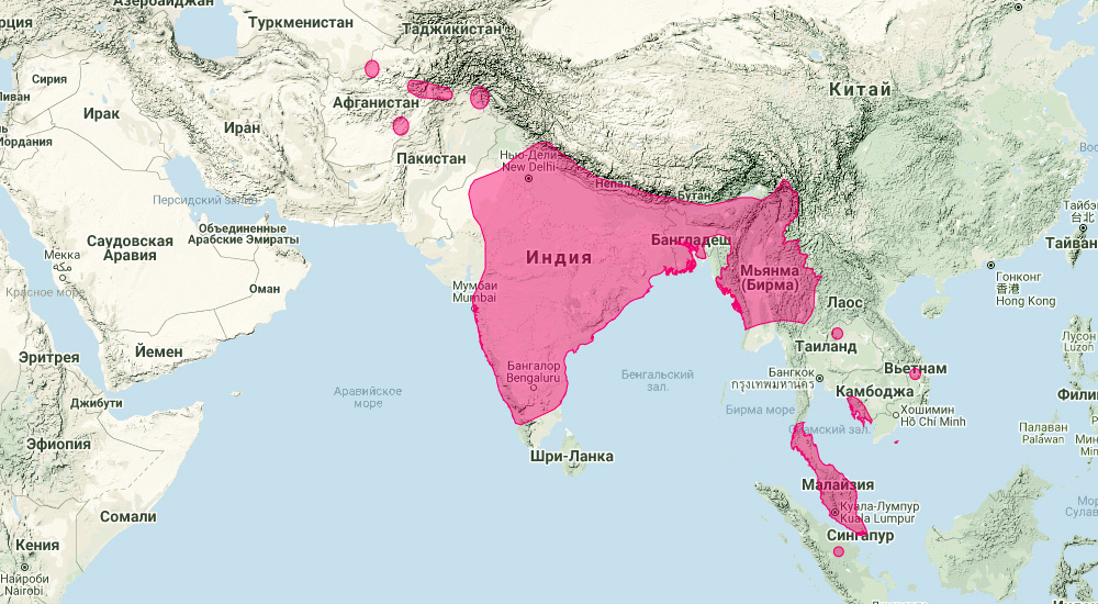 Индийский подковонос (Rhinolophus lepidus) Ареал обитания на карте