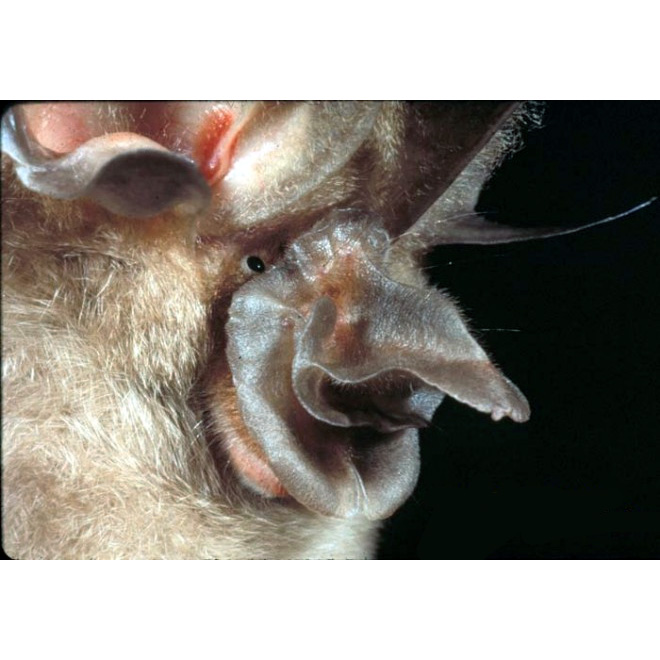 Большеухий подковонос (Rhinolophus paradoxolophus) Фото №3