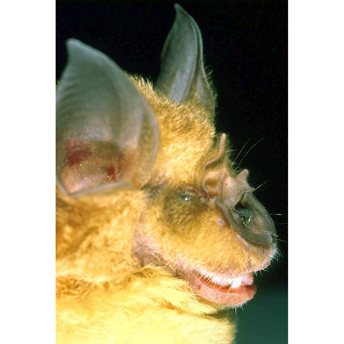 Sakeji Horseshoe Bat (Rhinolophus sakejiensis) Фото №2