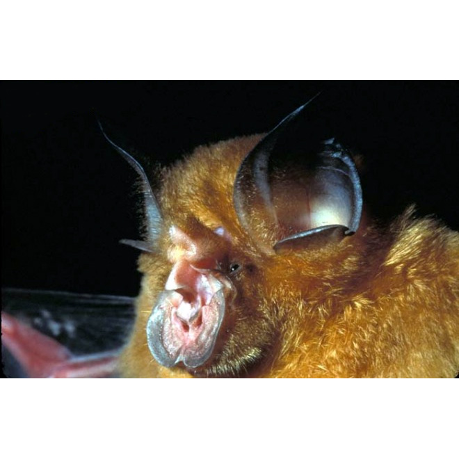 Shamel's Horseshoe Bat (Rhinolophus shameli) Фото №2